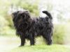 affenpinscher dog