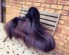 afghan hound dog