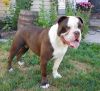 alapaha blue blood bulldog dog