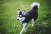 alaskan klee kai dog