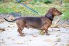alpine dachsbracke dog