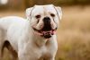 american bulldog dog