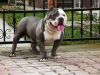 american bully dog