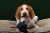 american english coonhound dog