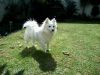american eskimo dog dog