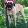american mastiff dog