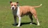 american staffordshire terrier dog