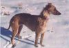american staghound dog