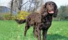 american water spaniel dog