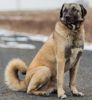 anatolian shepherd dog