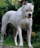 argentine dogo dog