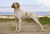 ariege pointer dog