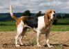 artois hound dog