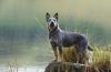 austrailian blue heeler dog