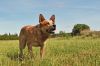 australian red heeler dog