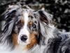 australian shepherd dog