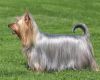 australian silky terrier dog