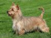 australian terrier dog