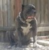 bandog dog
