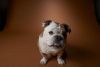 bantam bulldog dog
