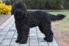 barbet dog