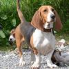 basset artesien normand dog