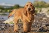 basset fauve de bretagne dog