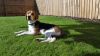 beagle harrier dog