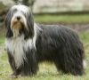 bearded collie dog