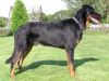 beauceron dog