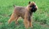 belgian griffon dog