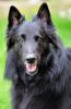belgian shepherd dog