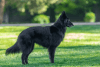 belgian shepherd dog groenendael dog