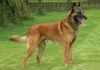 belgian shepherd dog malinois dog