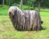 bergamasco dog