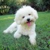 bichon frise dog