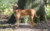 black mouth cur dog