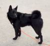 black norwegian elkhound dog