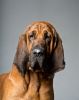 bloodhound dog