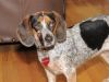 bluetick beagle dog