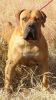 boerboel dog