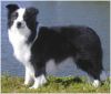 border collie dog