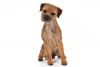 border terrier dog