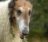 borzoi dog
