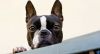 boston terrier dog