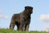 bouvier des flandres dog