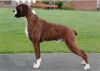 boxer dog