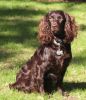 boykin spaniel dog