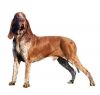 bracco italiano dog