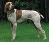 braque francais gascogne type dog